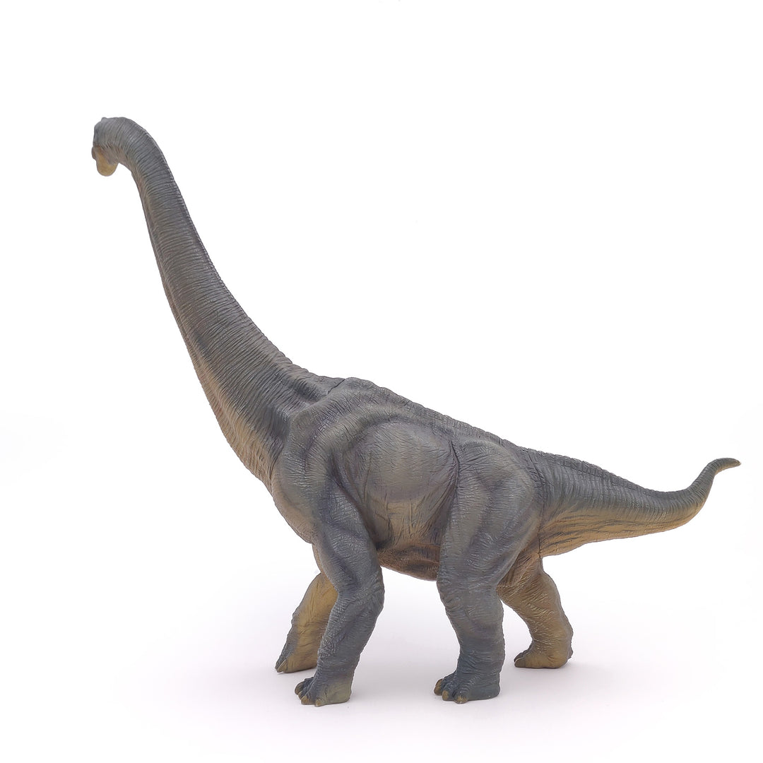 Dinosaurier: Brachiosaurus 36 cm (55030)