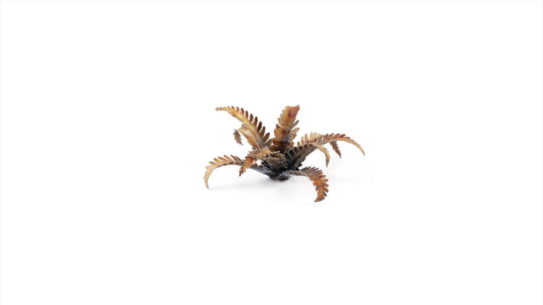 Laser Plants : Alien Fern
