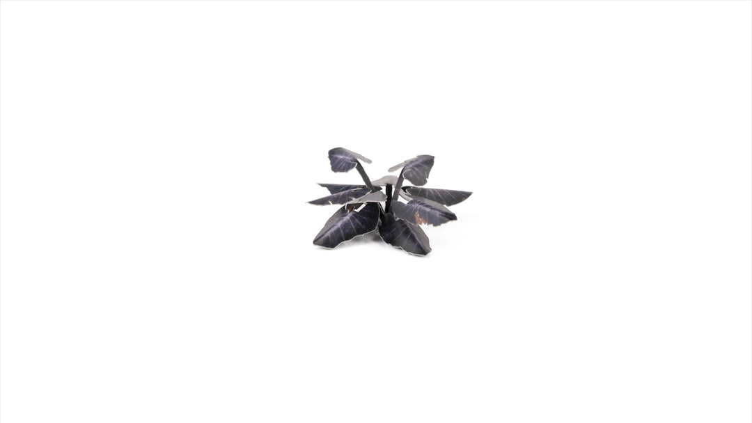 Laser Plants : Black Magic Taro