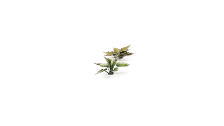 Laser Plants : Plantain Lily