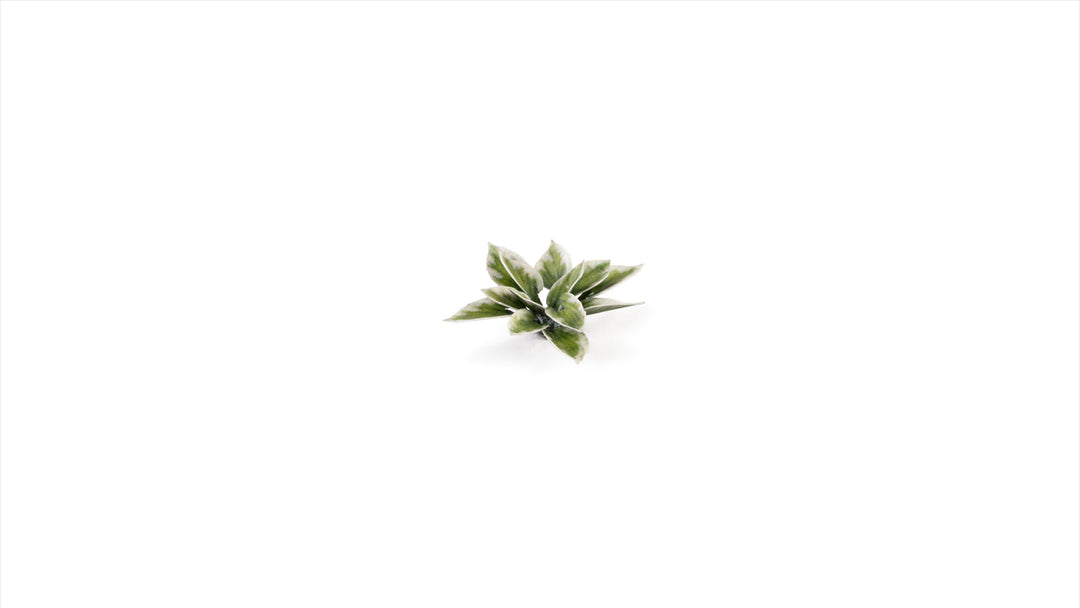 Laser Plants : Plantain Lily