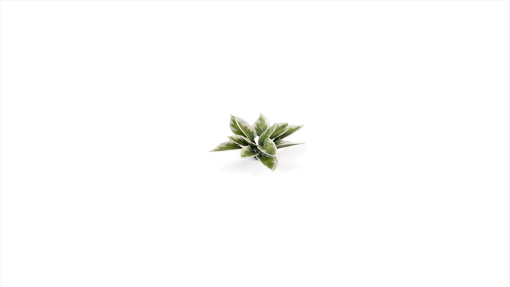 Laser Plants : Plantain Lily